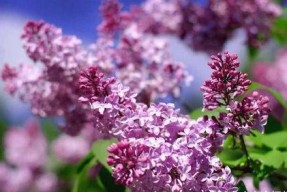 国产久丁香,传承与创新中的民族香氛传奇