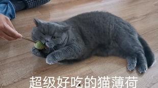 蓝猫娱乐圈吃瓜
